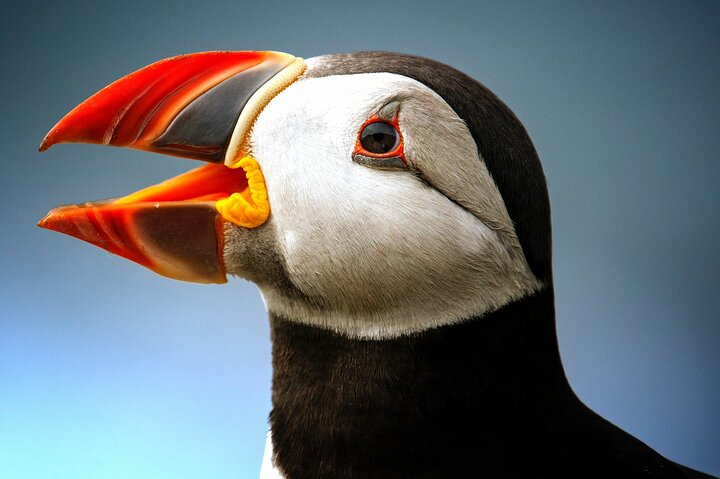 Best location for late season puffin sightings